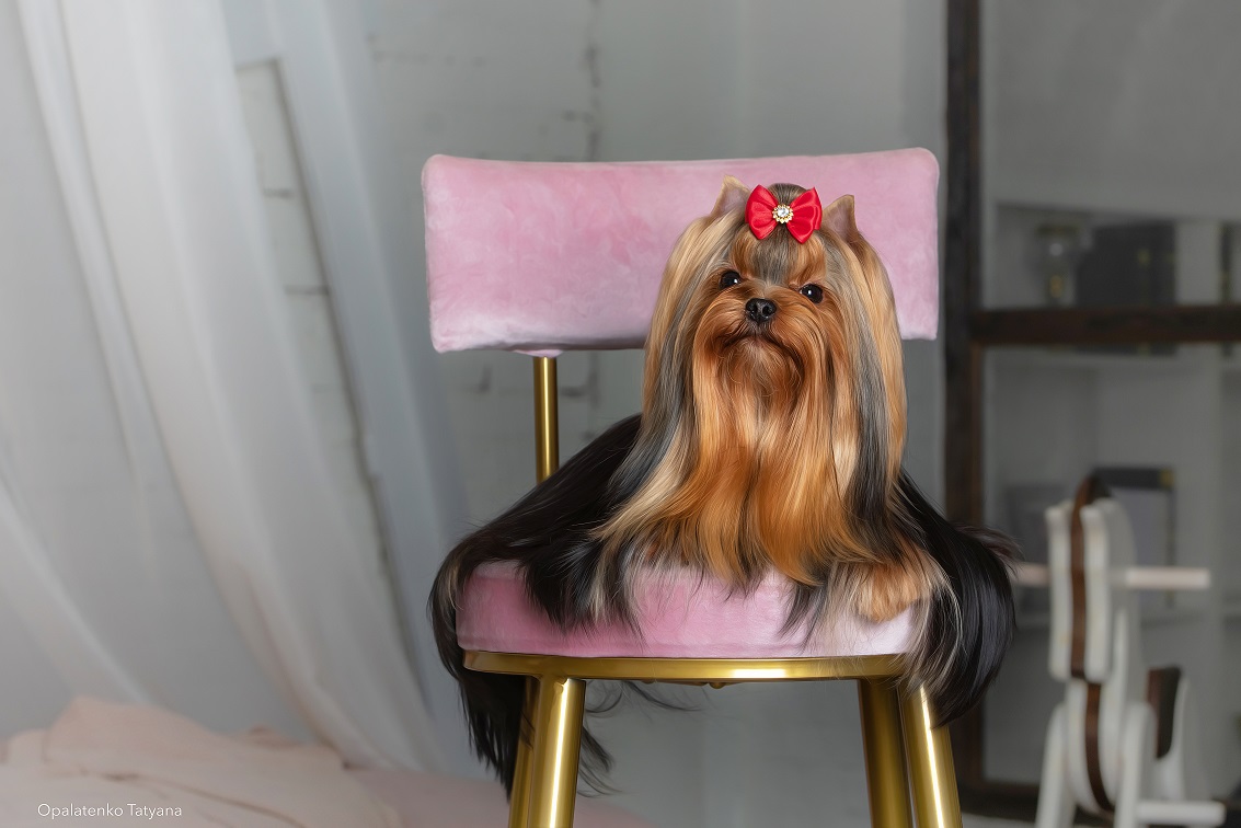 WILD WHISPER OF LOVE &mdash; Labaza DogPedigree YorkshireTerrier